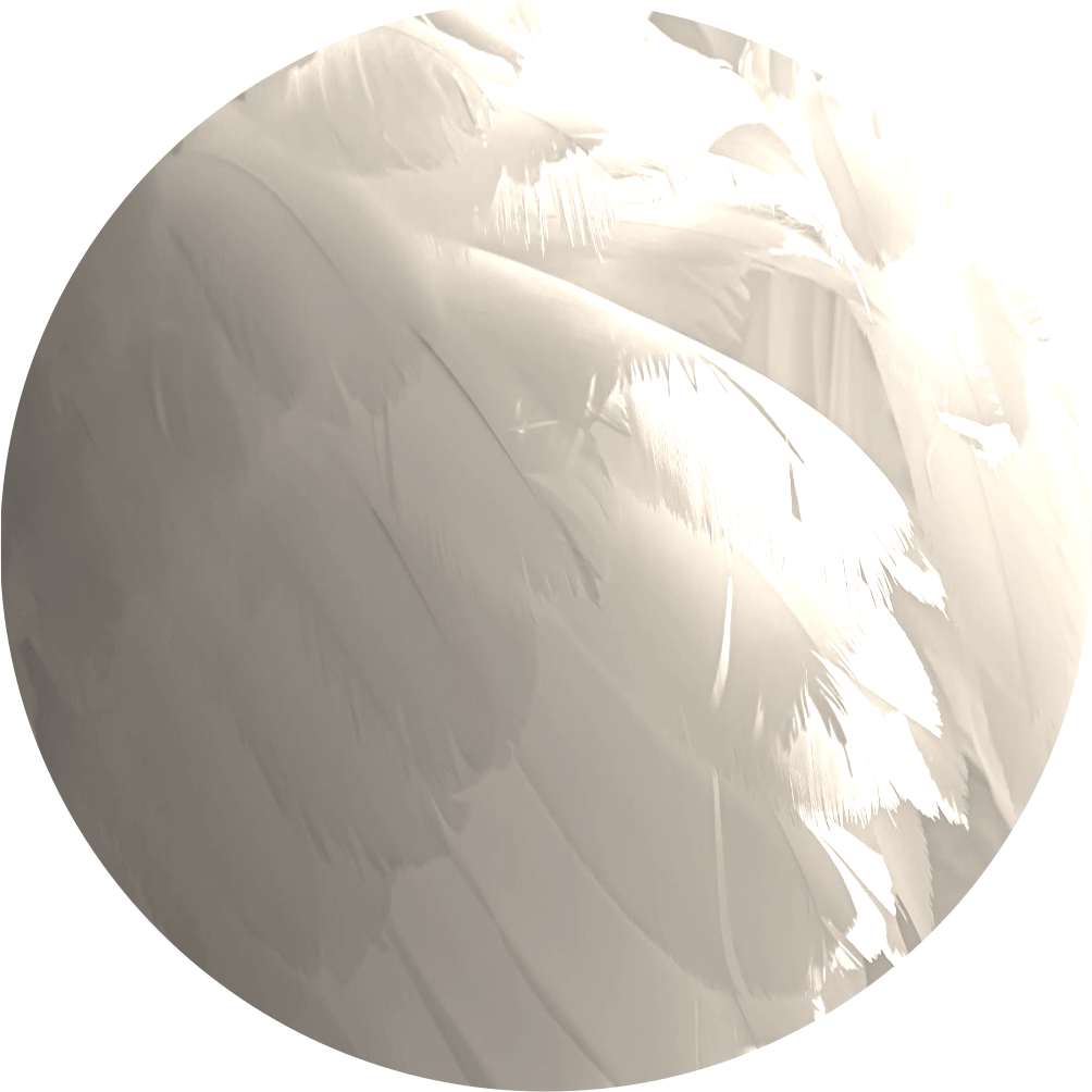 Aile plumes jaune