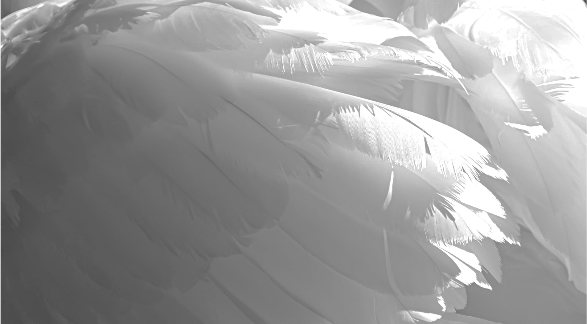 Aile plumes