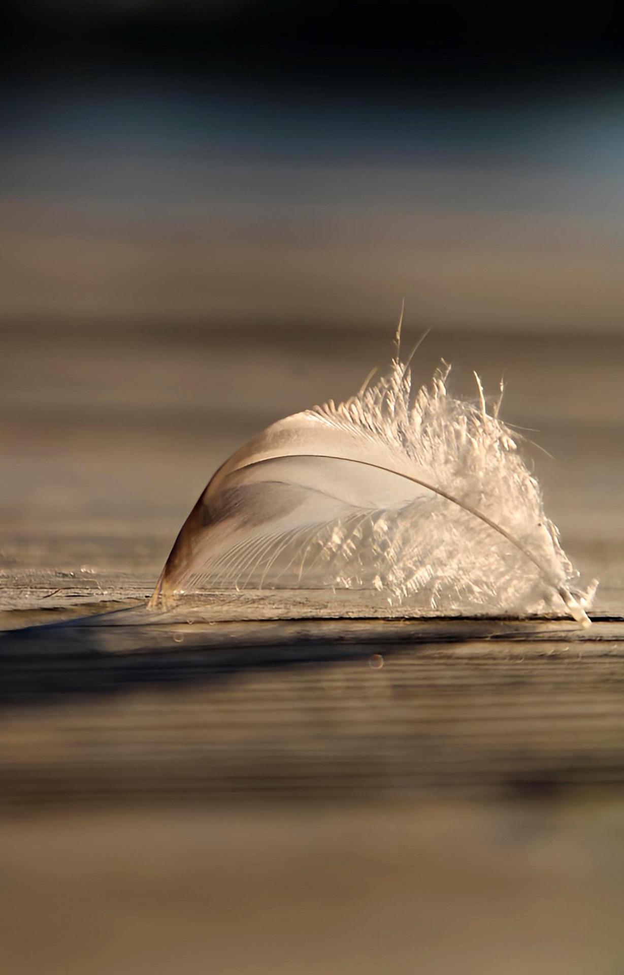 Feather 7838473 1920